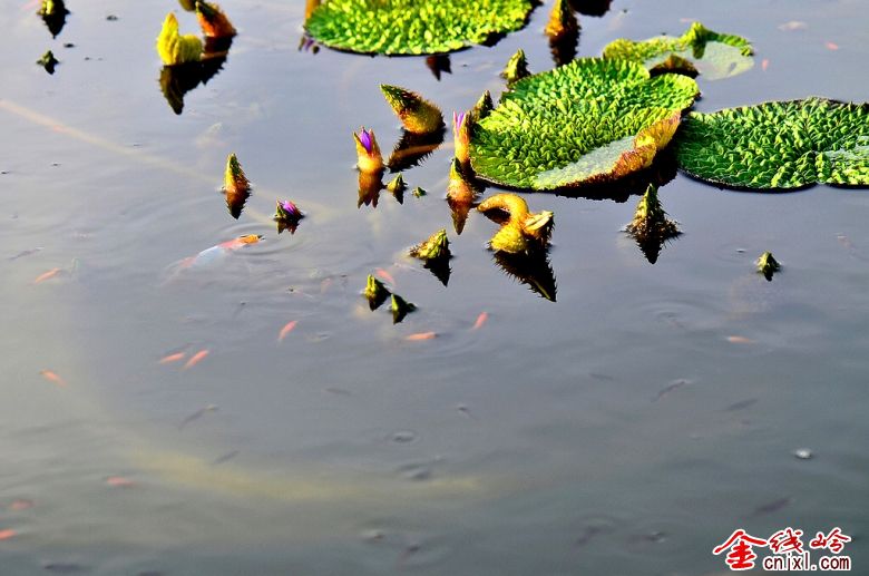 水池里的小鱼苗 - 镂光拾色 - 金线岭网友社区